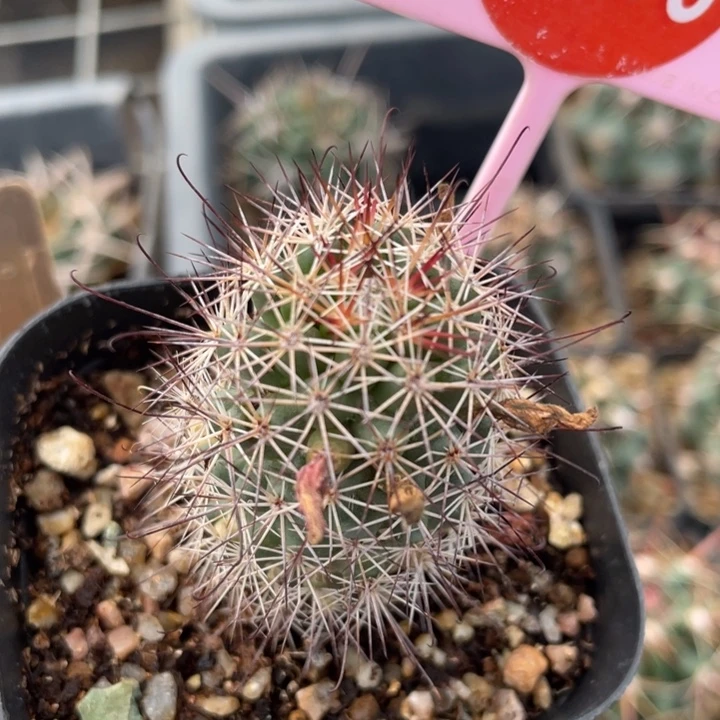 丁***头实生香明殿27362736