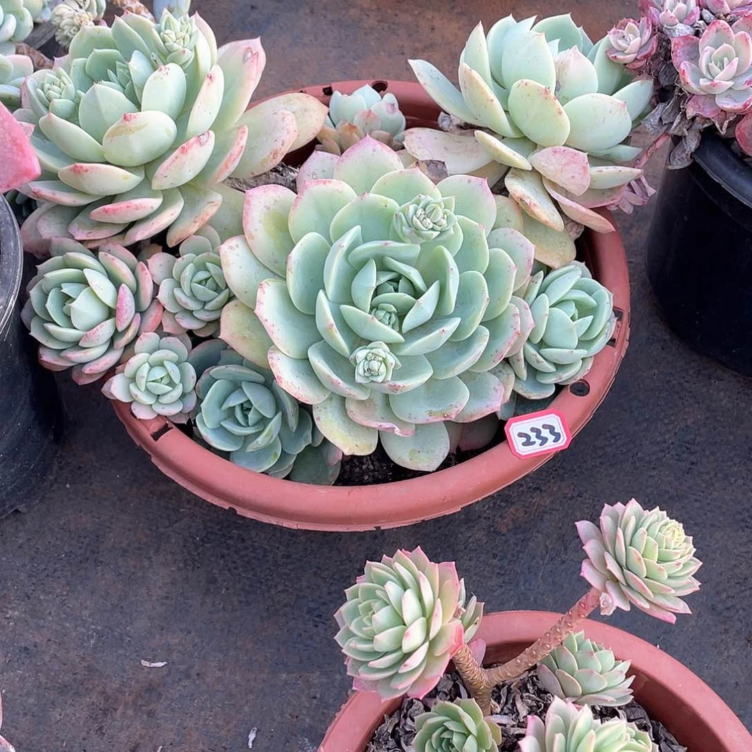 233恋曲 一物一拍多肉