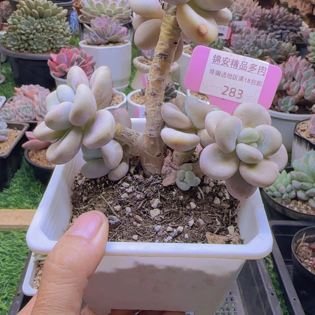锦安精品多肉植物283