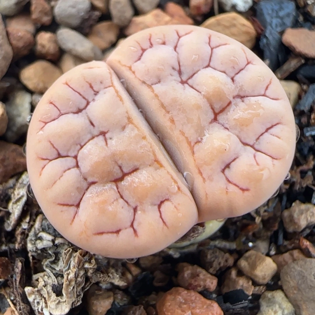 粉荒多肉植物百科