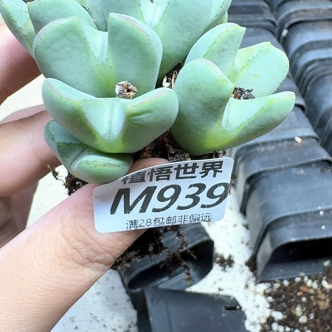 多肉植物的润泽额的