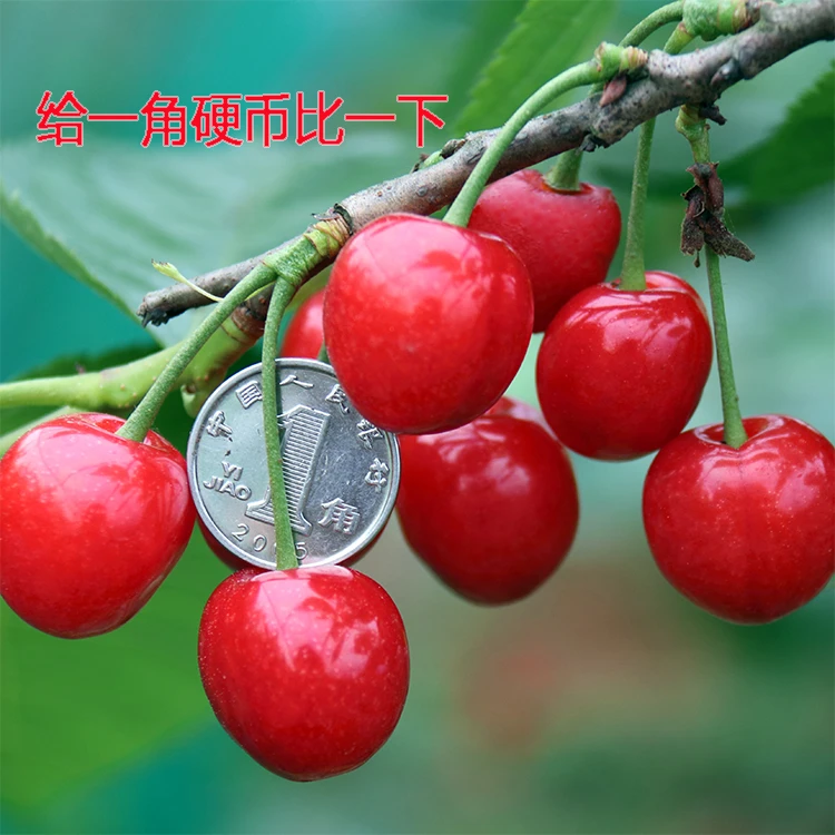 果之王正宗【红妃樱桃】苗木源头发货现挖苗木