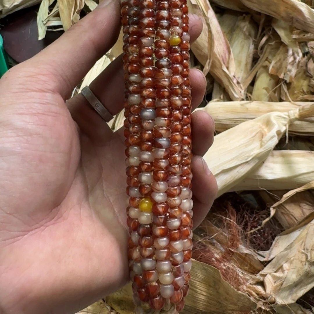 柏香籽/百香籽吊坠米*