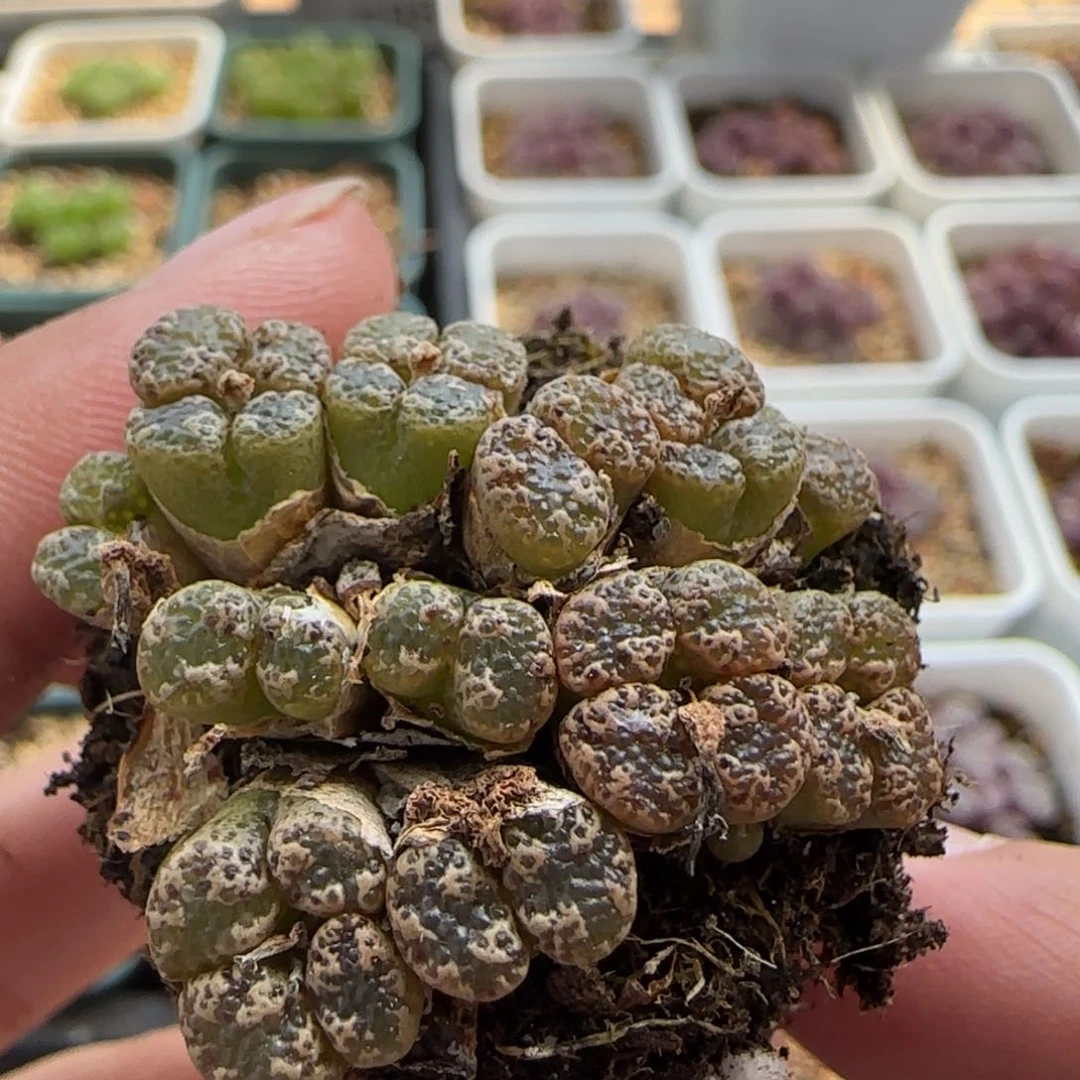 6042 大白多肉植物园