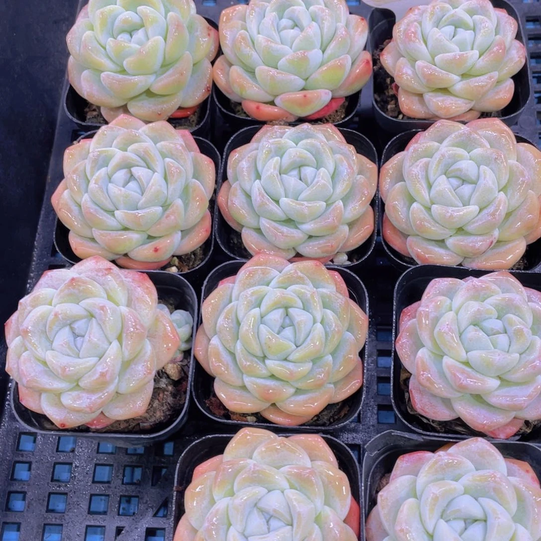 量拍45号奶油果冻冰玉福利一个m