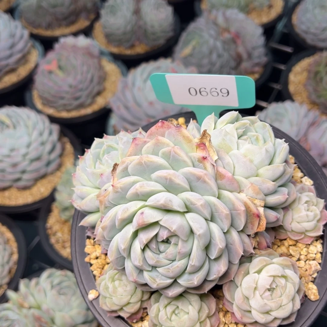 c****c0669肉多么多么多么多么