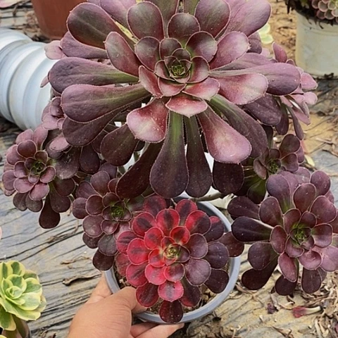 ╭***心园叶花脸老桩捧花321号