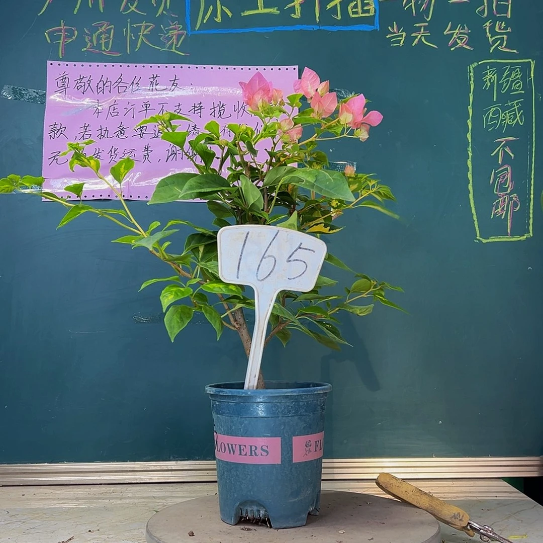 当前无花栽培后可以开花  福利 橙白橙粉  165