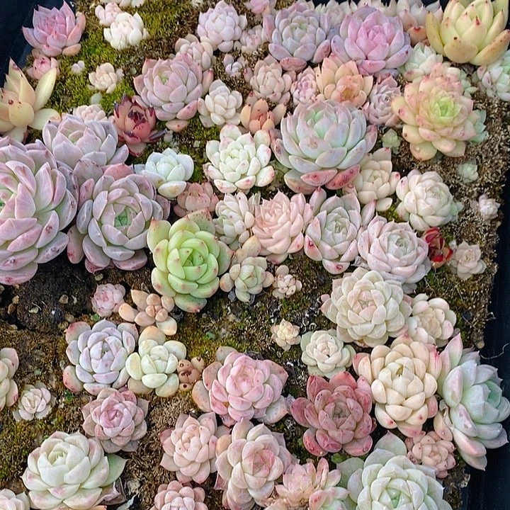 44 多肉植物盆栽花卉植物