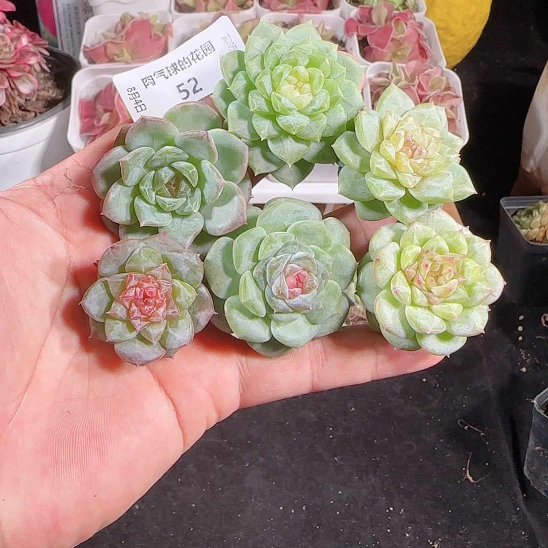 肉气球花园0804-52