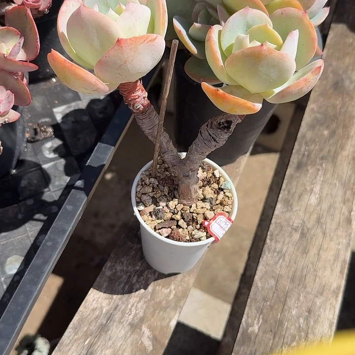柠****白凤多肉植物一颗