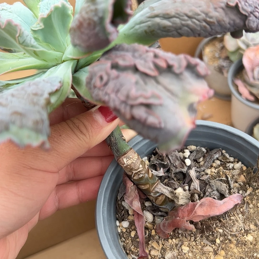 多肉植物多肉植物