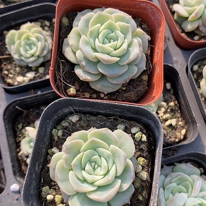 上盆良辰2颗量拍多肉