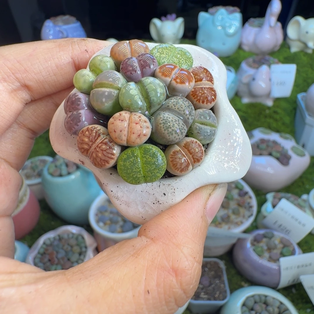 多肉植物开播福利1444