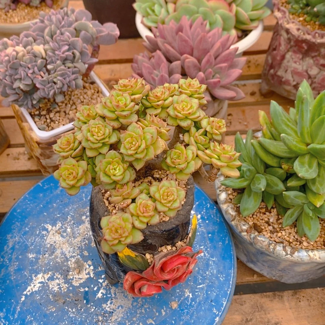 八***子多肉植物肉肉植物