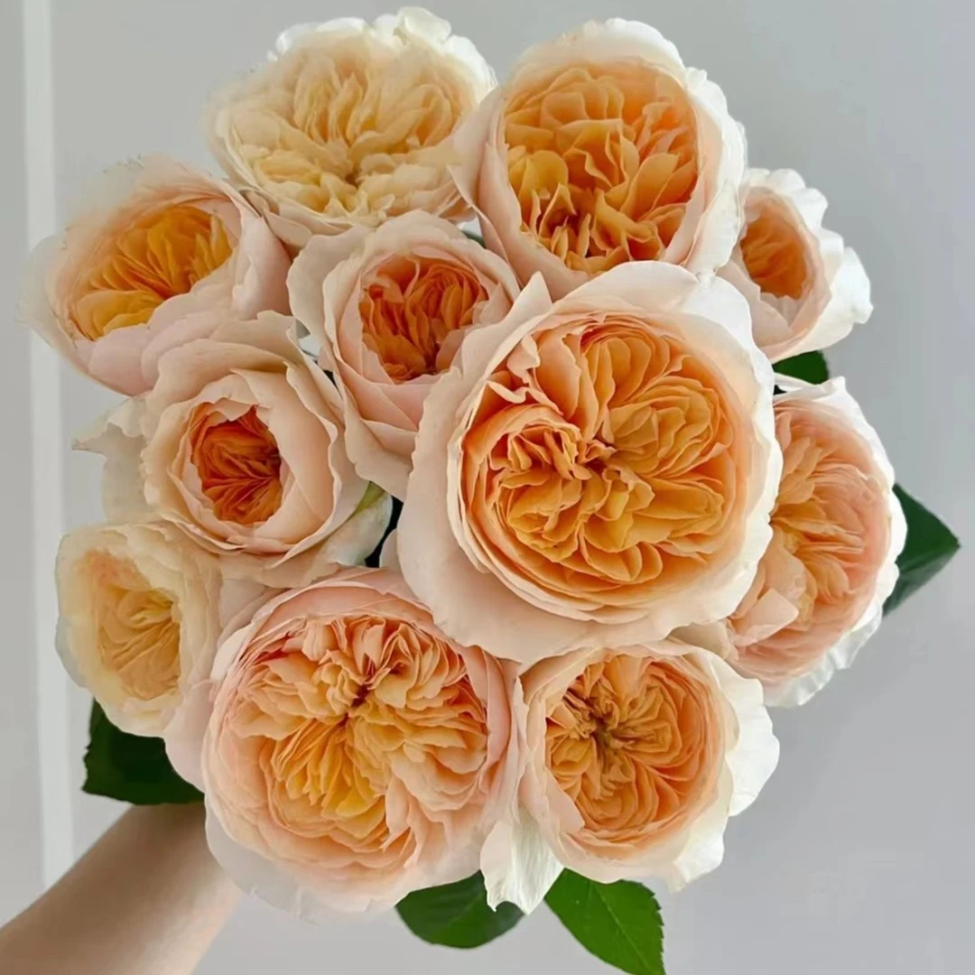 单头朱丽叶奥斯汀玫瑰云南若美斯基地直发顺丰