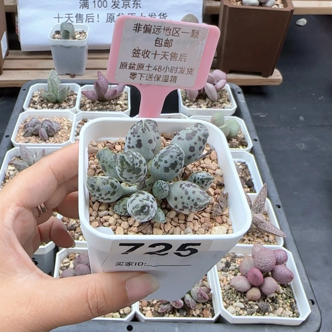 725白肌海报多肉植物