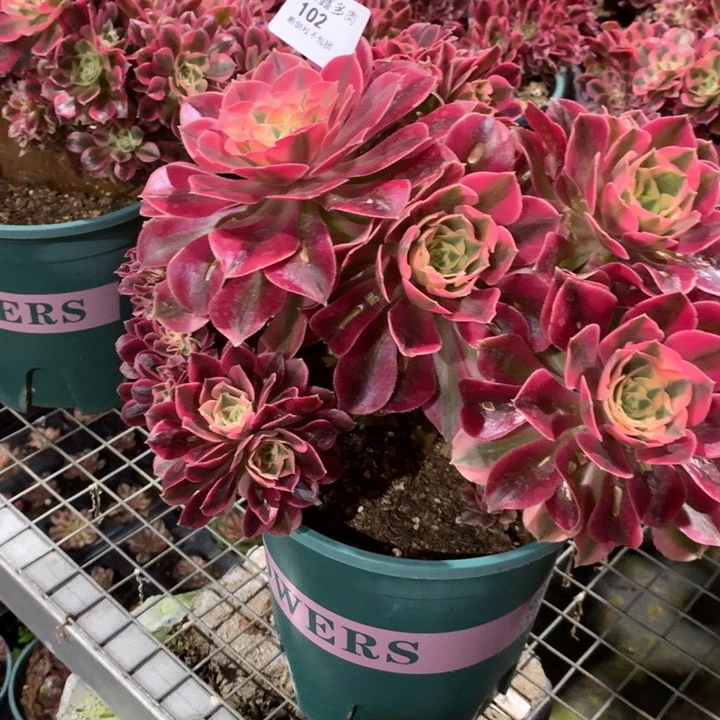 102粉女巫缀多肉植物