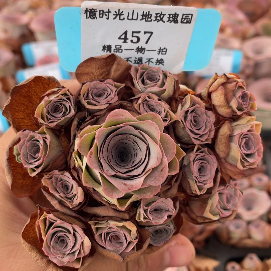 山地玫瑰457裸根发货不售后