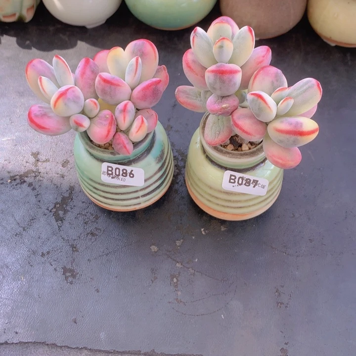 H***森一物一拍含盆土满38包邮B086/087