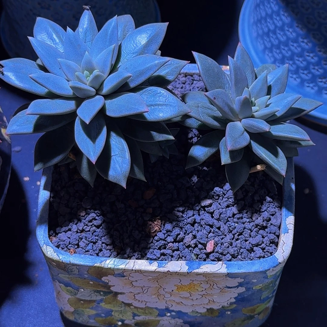 狼牙 双头 一物一拍