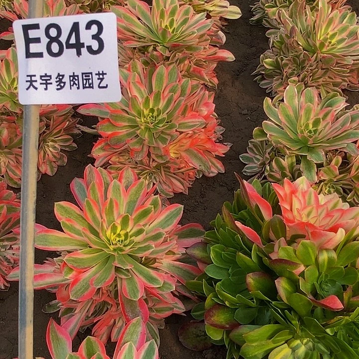 多肉植物营养843