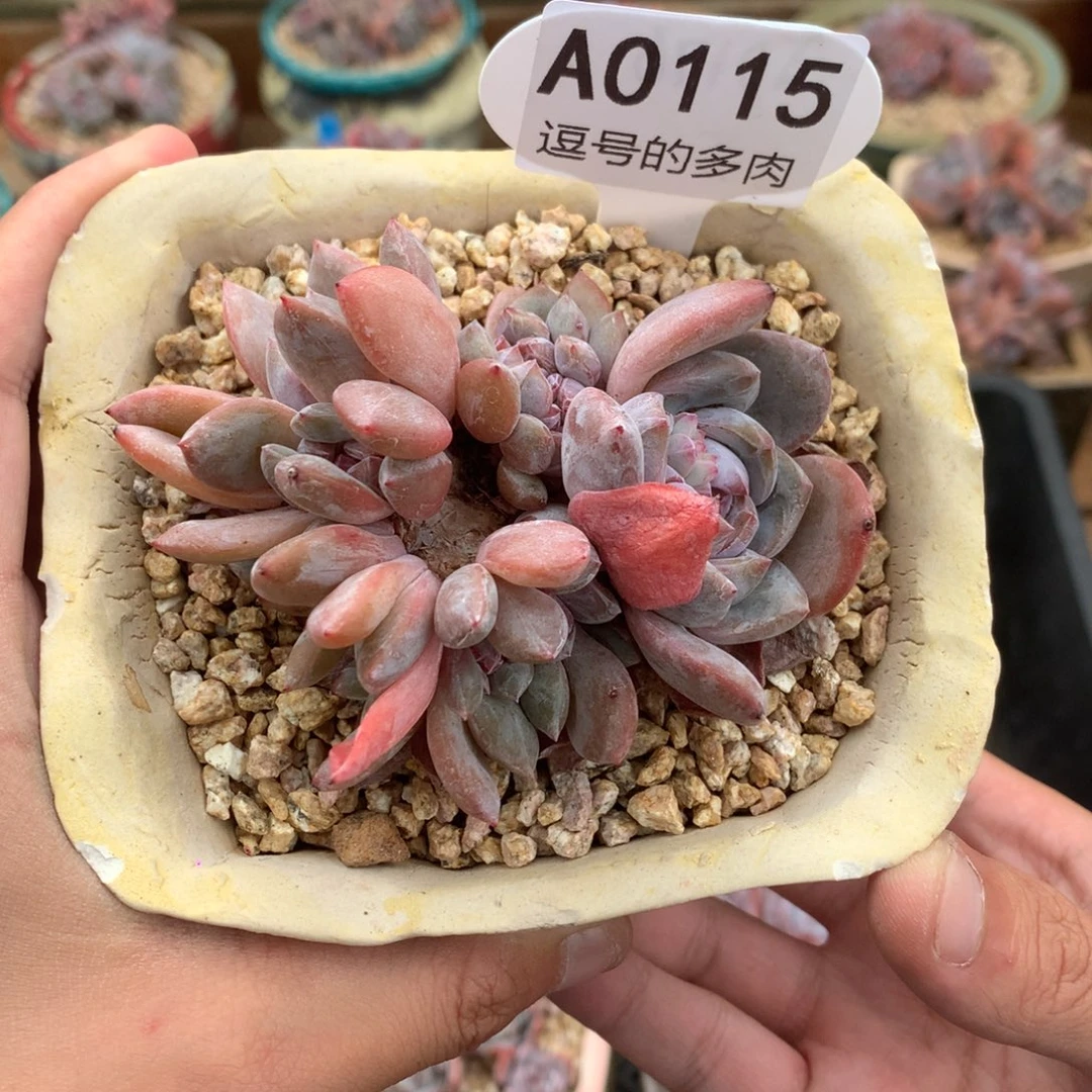 A0115 小金鱼造型 石榴籽缀 有砍 9cm