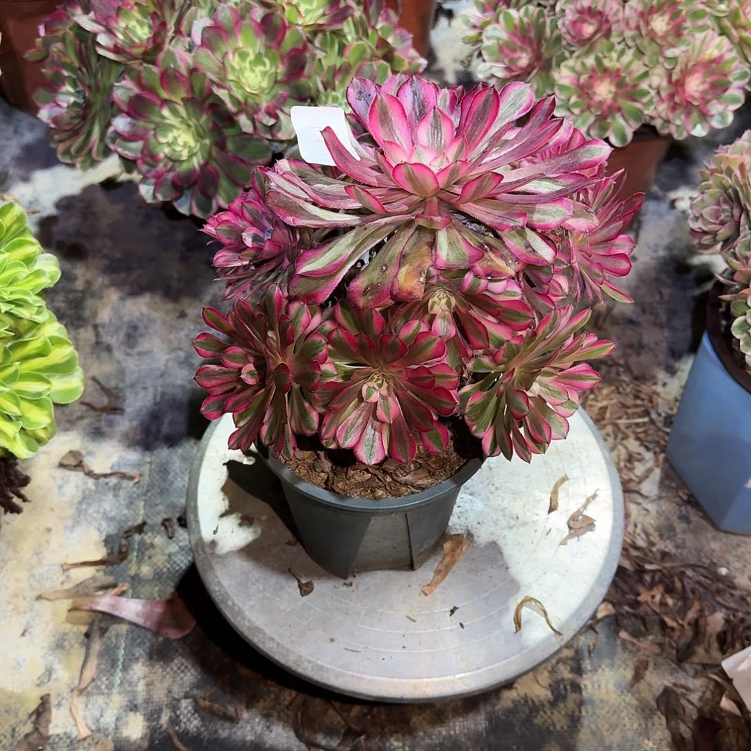 多肉植物红铜超白514