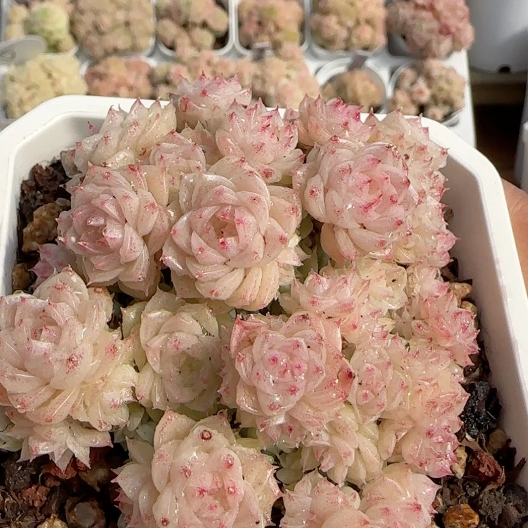 【闪购商品】0211-156珠光优选麦杆