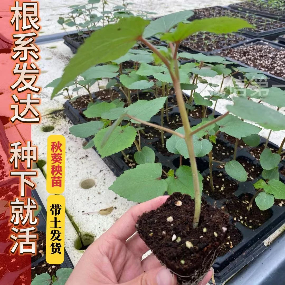 高产耐老红秋葵苗秧带土水果秋葵红绿秋葵种子籽四季春秋盆栽庭院