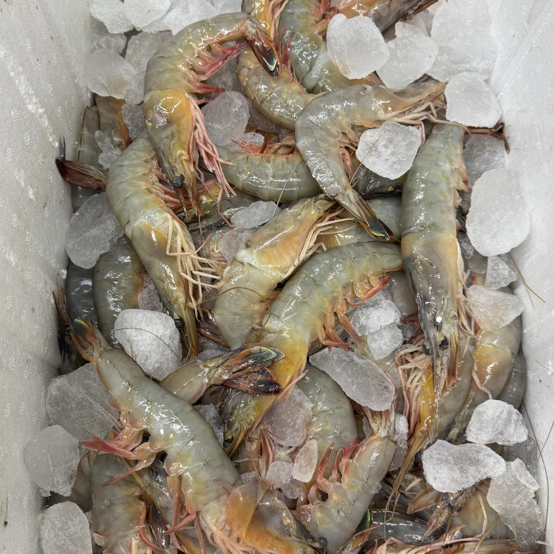 纯野生虾母 残虾软皮 3斤 5-6个头 顺丰包邮