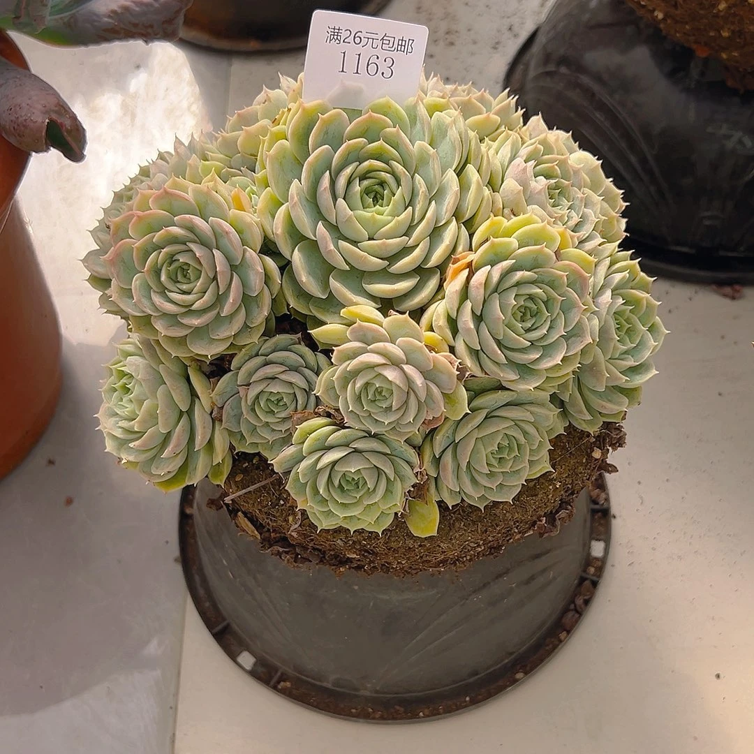 小***优1163昂斯诺多肉植物
