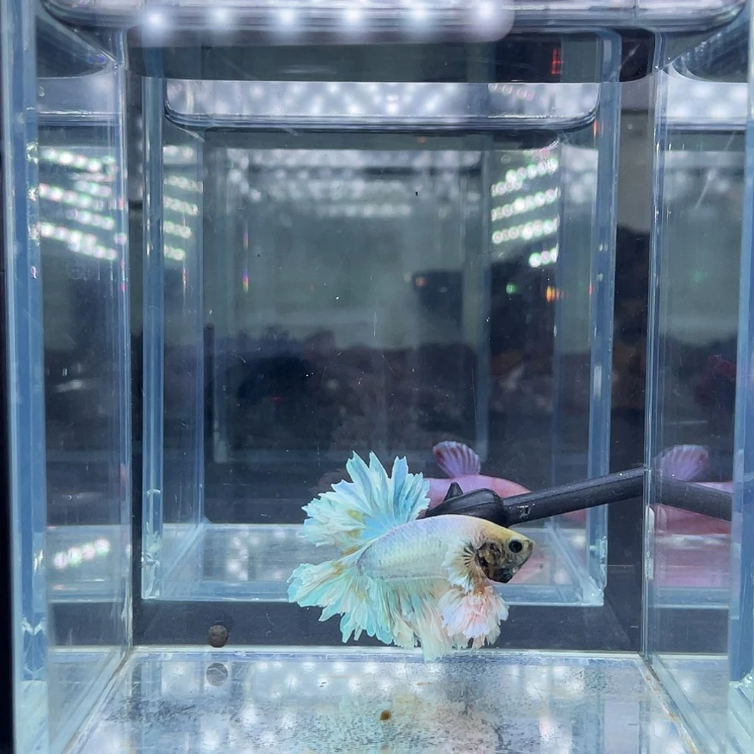 斗鱼16号914晚手捧花
