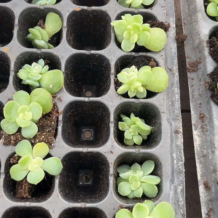 纸茑   穴盘苗 满20包邮