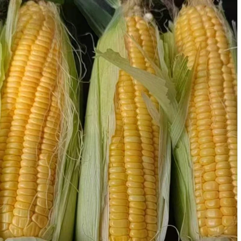 现掰现发 云南水果玉米 新鲜采摘甜玉米爆浆生熟两吃