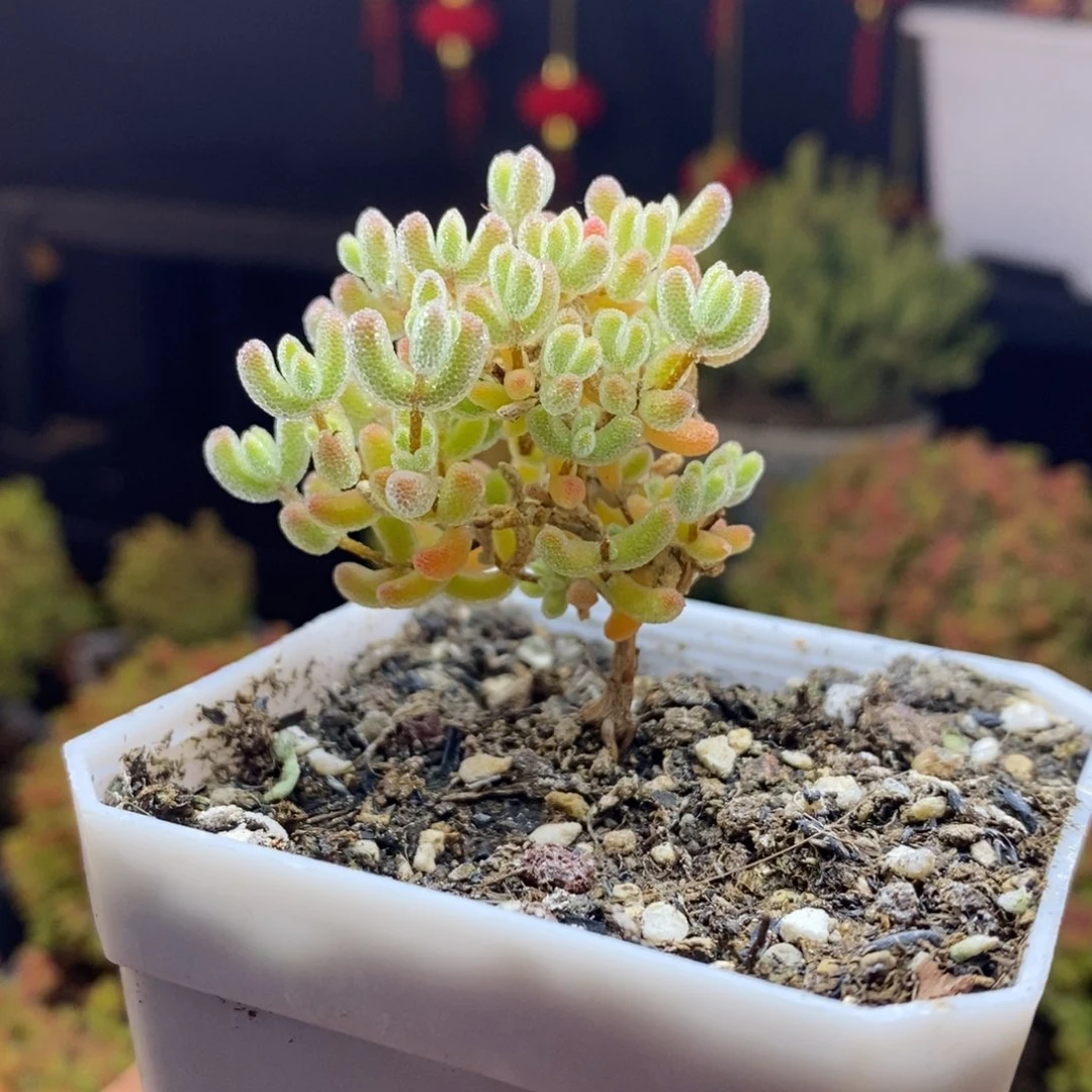 606号优选冰晶枝干