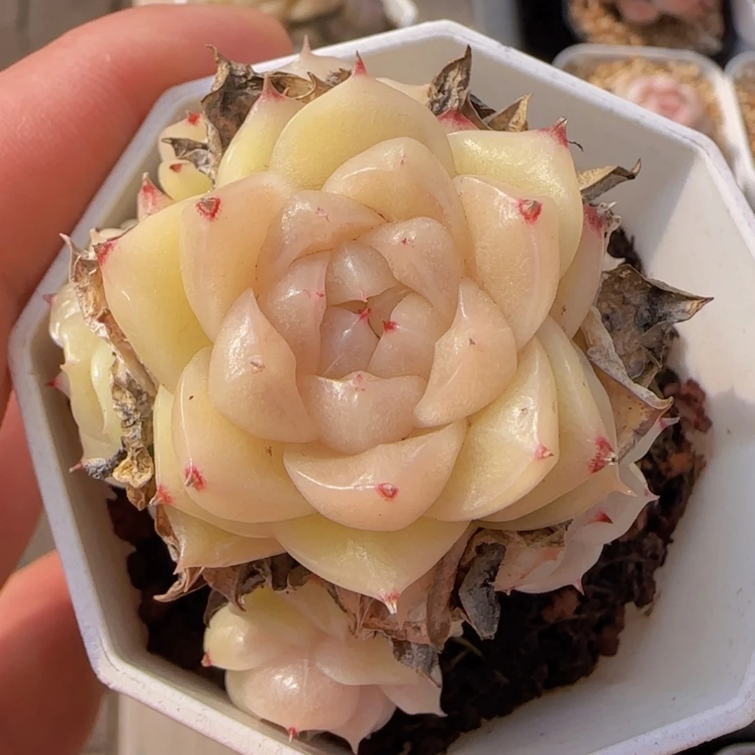 瑶***鱼珍妮体麦秆群一颗