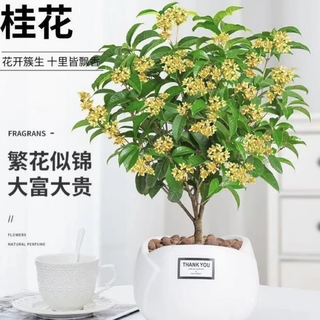 四季桂花-佛顶珠带花苞可室内外四季开花浓香型落叶落花不售后