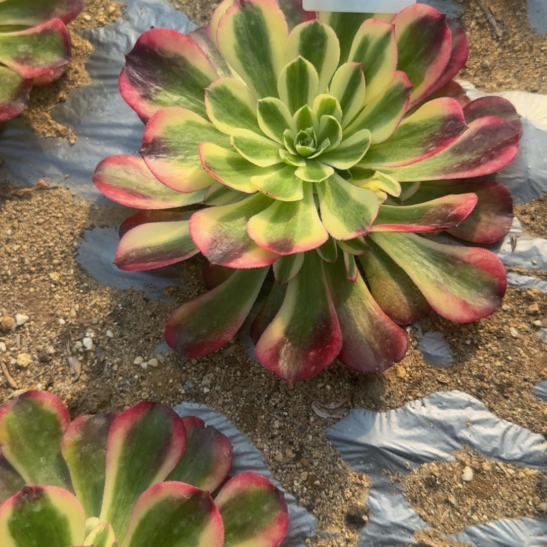 042海棠。多肉植物