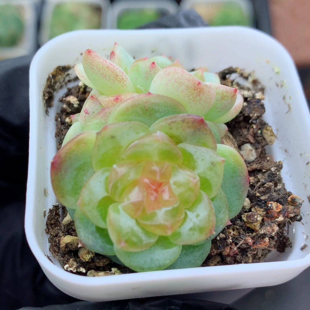 58包邮  群生不包整109 甜心37