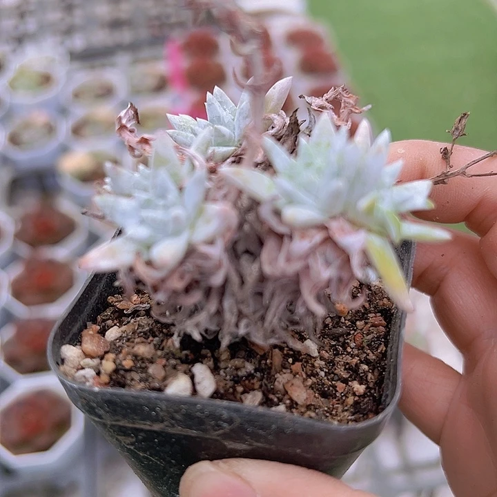 白菊19包邮多肉植物
