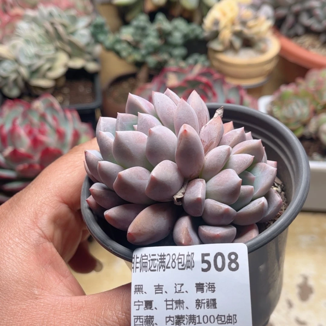【闪购商品】508安妮宝贝
