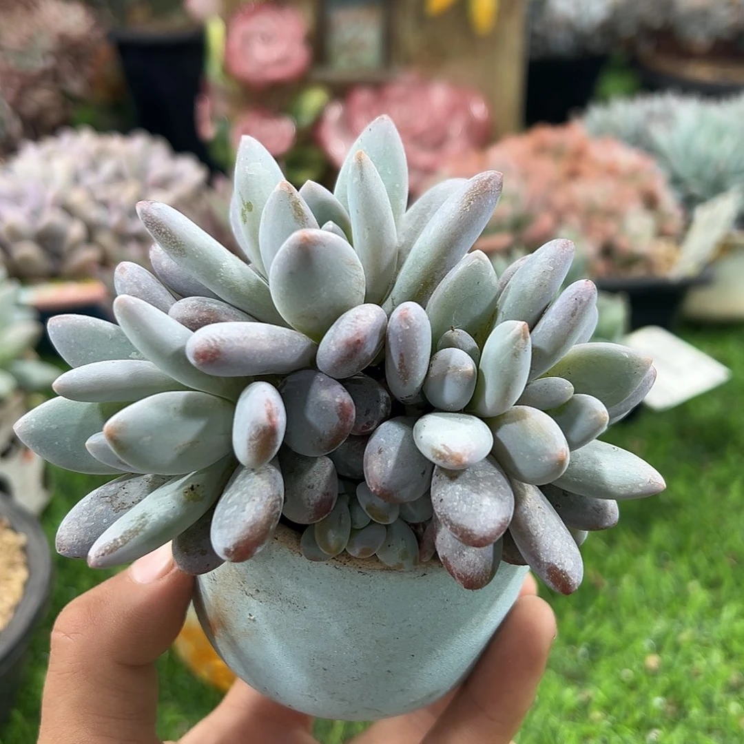 1102226 胖体橙龙7头朵朵群