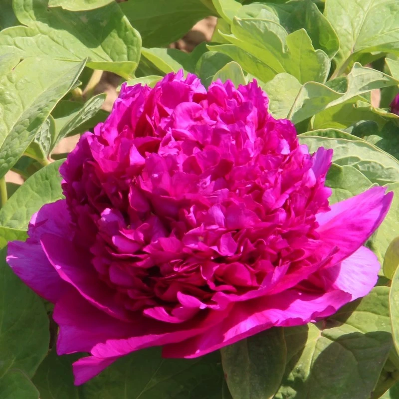 首案红牡丹花苗紫色根皇冠型紫色花