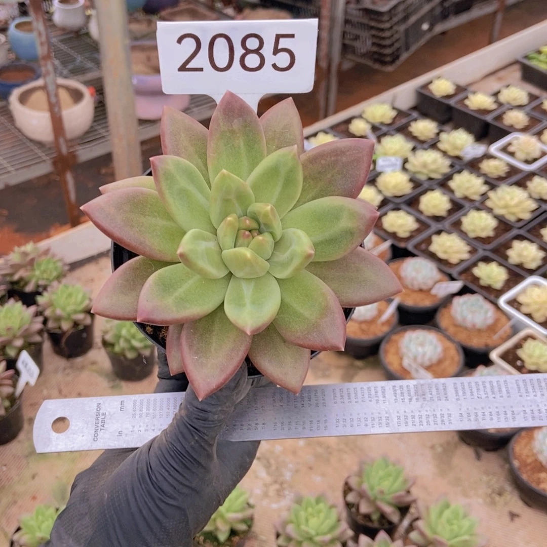 淡***心迷雾泡泡 2085号。