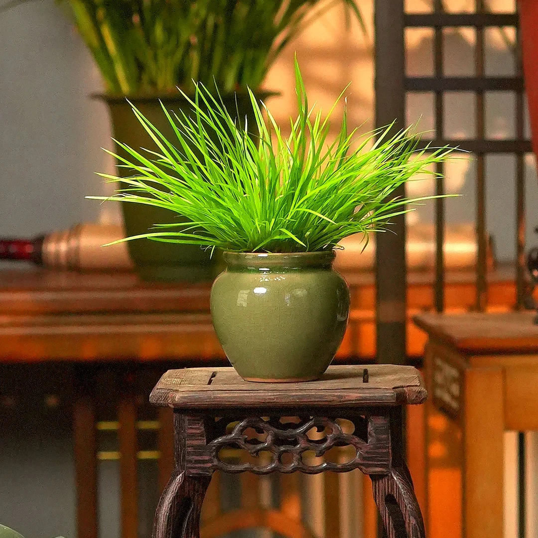 精致掌上盆景清青花瓷盆菖蒲客厅茶台书桌文人小盆栽绿植