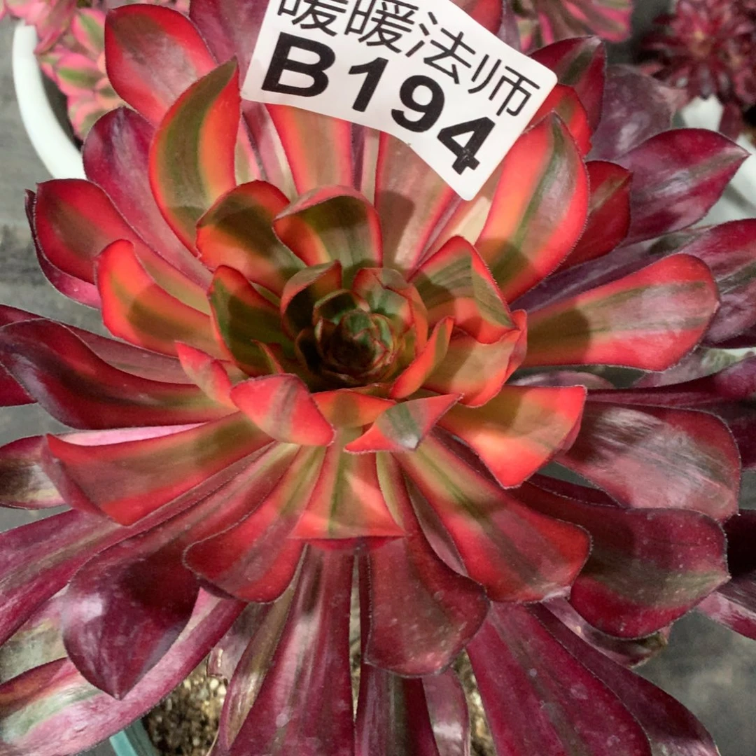 紫砂茶杯B194-无语38福利福利福利