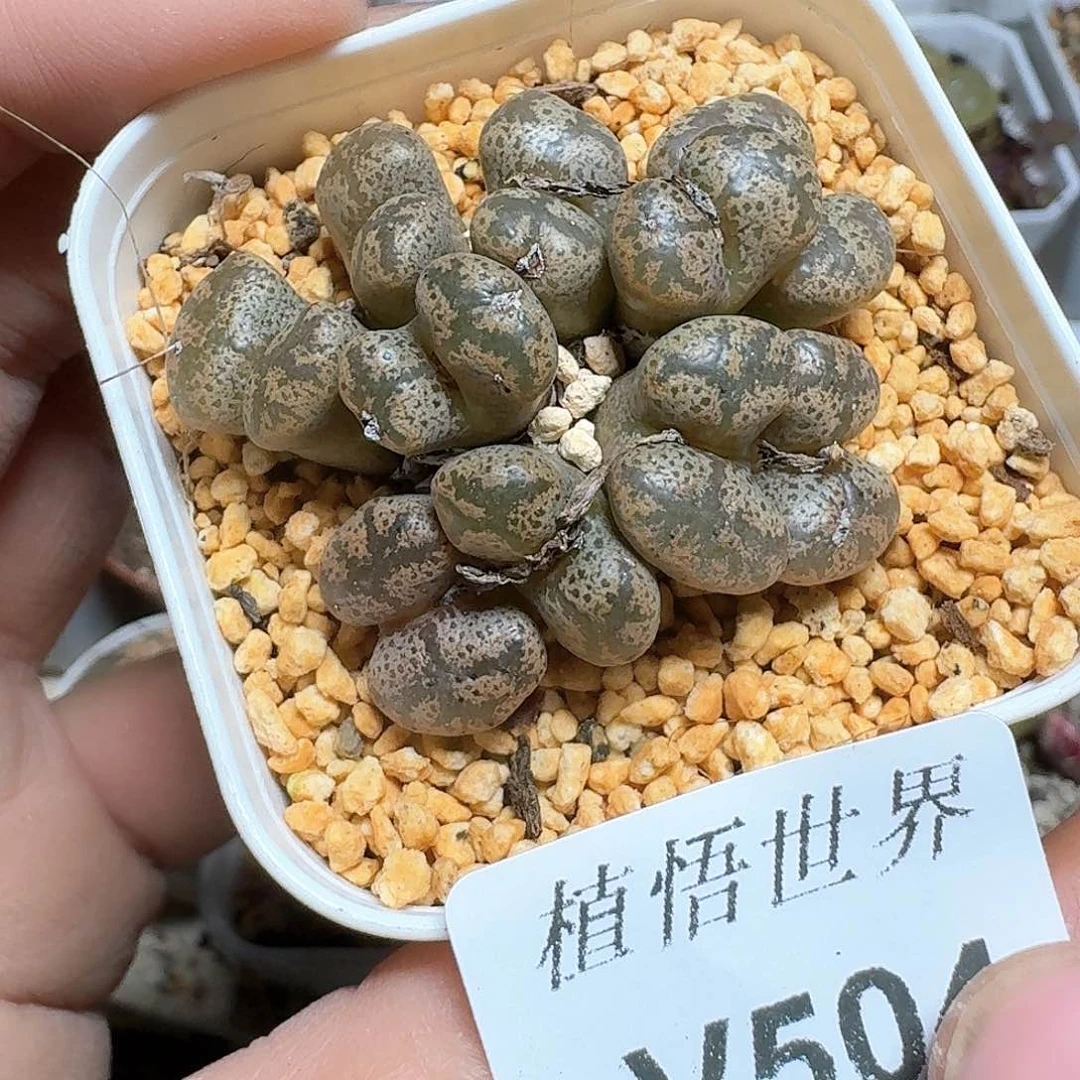 504号多肉植物哇c v