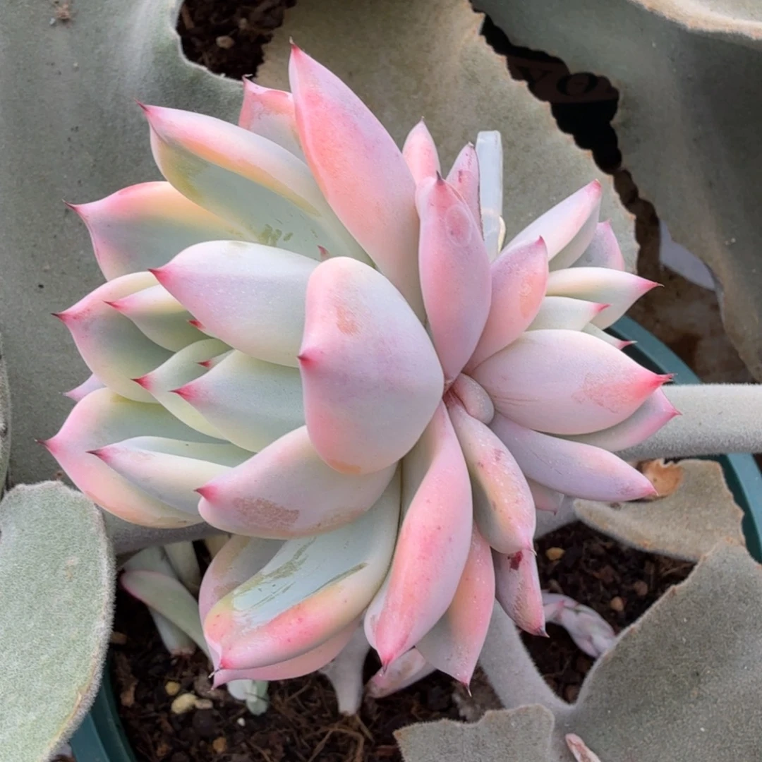 福娃锦锦上园艺一物一拍