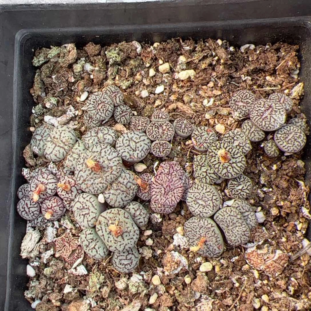 【闪购商品】49 年终福利 脱土